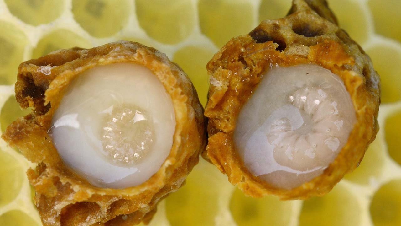manfaat royal jelly