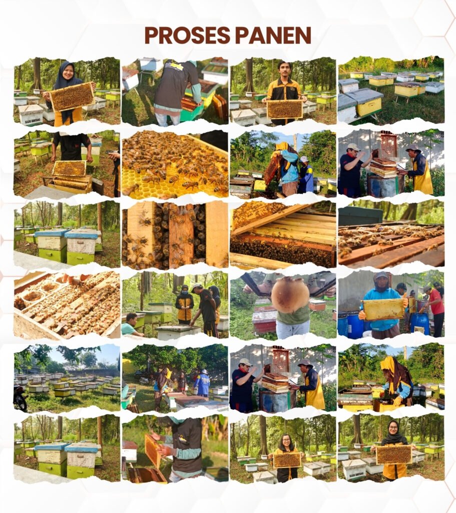 foto dan galeri proses panen madu di perusahaan madu wild bee